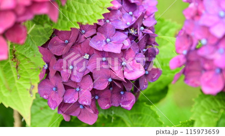 雨粒付きアジサイ(梅雨のイメージ等に最適) 115973659
