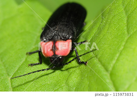 ゲンジボタル ゲンジボタル 115973831