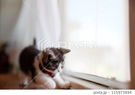 窓辺の子猫 窓辺の子猫 115973894