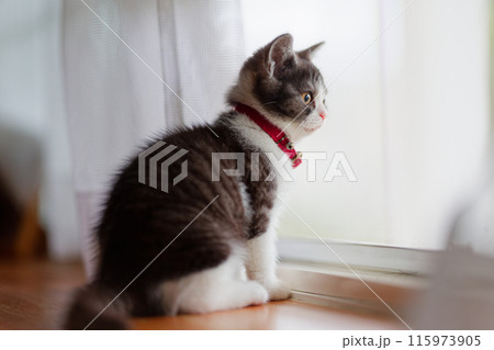 窓辺の子猫 窓辺の子猫 115973905