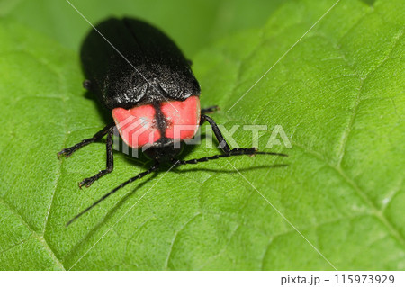 ゲンジボタル 115973929