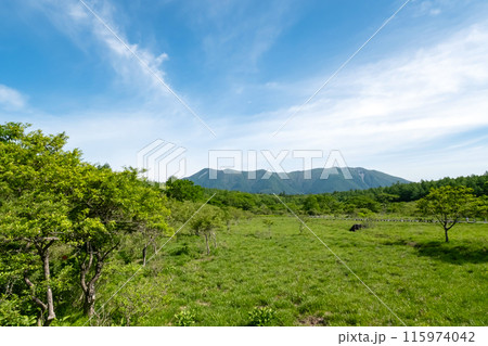 初夏の栃木県那須塩原市沼ッ原湿原の風景 115974042