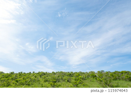 さわやかな高原風景 さわやかな高原風景 115974043