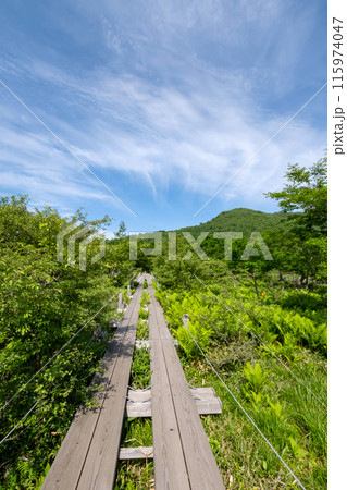 栃木県那須塩原市沼ッ原湿原木道のある風景 栃木県那須塩原市沼ッ原湿原木道のある風景 115974047