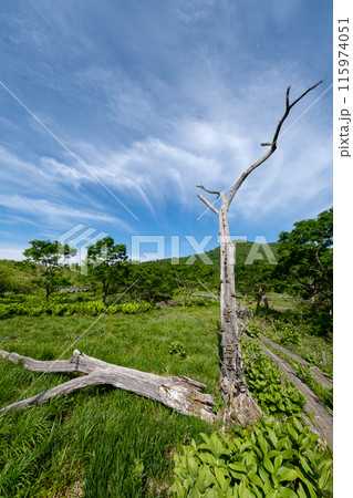 栃木県那須塩原市沼ッ原湿原の風景 栃木県那須塩原市沼ッ原湿原の風景 115974051