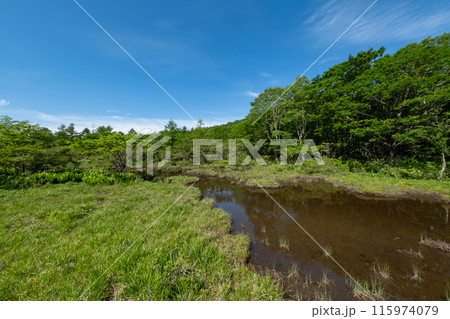 栃木県那須塩原市沼ッ原湿原の風景 栃木県那須塩原市沼ッ原湿原の風景 115974079