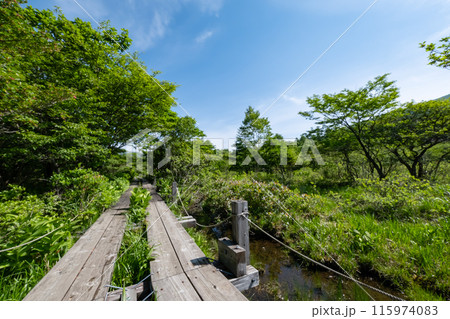 栃木県那須塩原市沼ッ原湿原木道のある風景 栃木県那須塩原市沼ッ原湿原木道のある風景 115974083