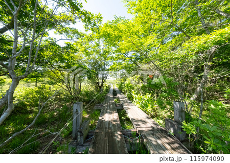 栃木県那須塩原市沼ッ原湿原木道のある風景 栃木県那須塩原市沼ッ原湿原木道のある風景 115974090