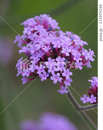 バーベナ(Verbena bonariensis) バーベナ(Verbena bonariensis) 115974198