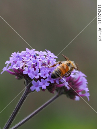バーベナ(Verbena bonariensis) バーベナ(Verbena bonariensis) 115974211