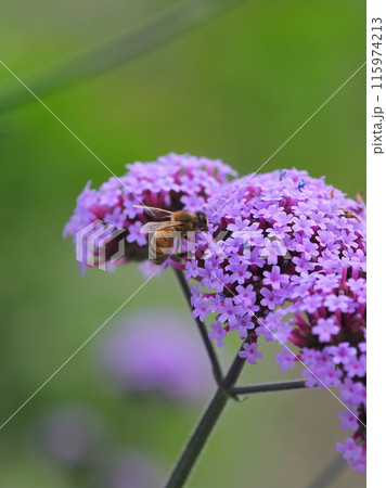 バーベナ(Verbena bonariensis) バーベナ(Verbena bonariensis) 115974213