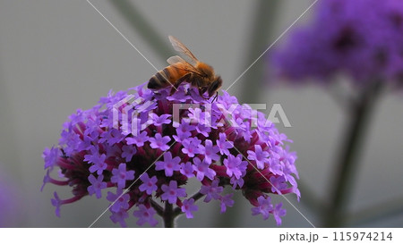 バーベナ（Verbena bonariensis） 115974214