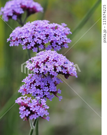 バーベナ（Verbena bonariensis） 115974225