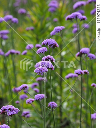 バーベナ(Verbena bonariensis) バーベナ(Verbena bonariensis) 115974228