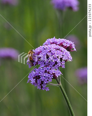 バーベナ（Verbena bonariensis） 115974233