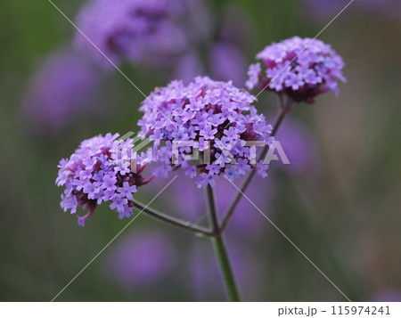 バーベナ（Verbena bonariensis） 115974241