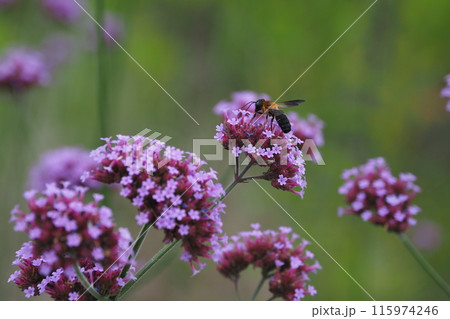 バーベナ（Verbena bonariensis） 115974246