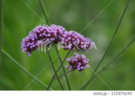 バーベナ（Verbena bonariensis） 115974249