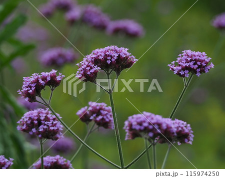 バーベナ(Verbena bonariensis) バーベナ(Verbena bonariensis) 115974250