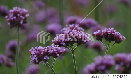バーベナ(Verbena bonariensis) バーベナ(Verbena bonariensis) 115974252