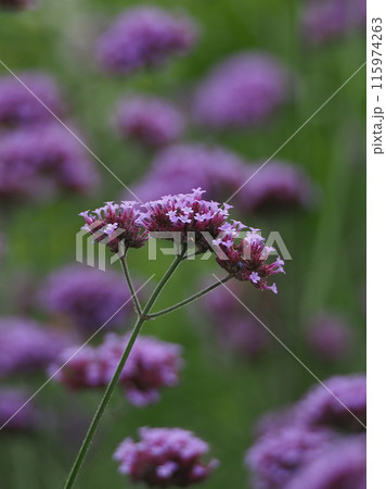 バーベナ(Verbena bonariensis) バーベナ(Verbena bonariensis) 115974263