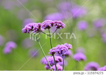 バーベナ（Verbena bonariensis） 115974273