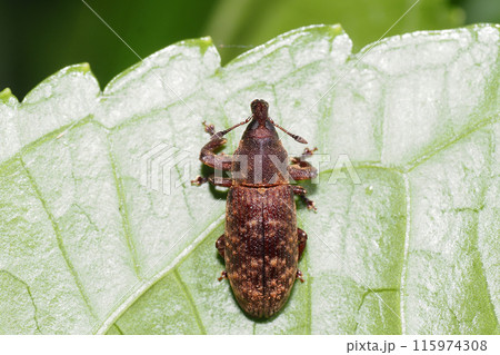 ツツゾウムシの一種 ツツゾウムシの一種 115974308