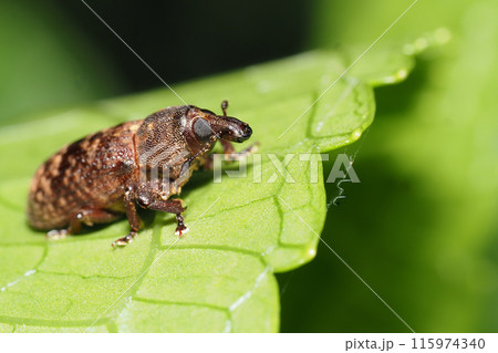 ツツゾウムシの一種 ツツゾウムシの一種 115974340