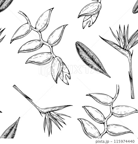 Tropical vector seamless pattern with palm leaves, heliconia, Bird of Paradise or Strelitzia reginae flowers illustrations on isolated background. Beautiful botanical hand painted exotic element. For 115974440