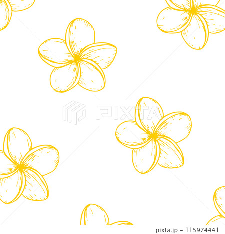 Tropical seamless pattern with vector plumeria flowers illustration on isolated background. Beautiful botanical hand painted linear exotic frangipani. For designers, spa decoration, postcards, 115974441