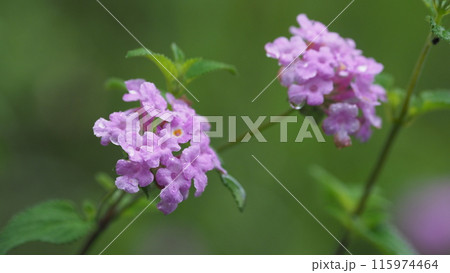 ランタナ（コバノランタナ：Trailing lantana）水滴付き 115974464