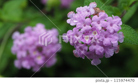 ランタナ(コバノランタナ:Trailing lantana)水滴付き ランタナ(コバノランタナ:Trailing lantana)水滴付き 115974470