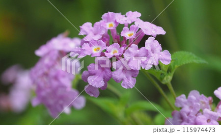 ランタナ(コバノランタナ:Trailing lantana)水滴付き ランタナ(コバノランタナ:Trailing lantana)水滴付き 115974473