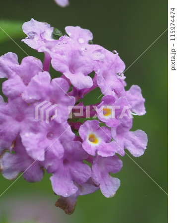 ランタナ（コバノランタナ：Trailing lantana）水滴付き 115974474