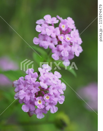 ランタナ(コバノランタナ:Trailing lantana)水滴付き ランタナ(コバノランタナ:Trailing lantana)水滴付き 115974479