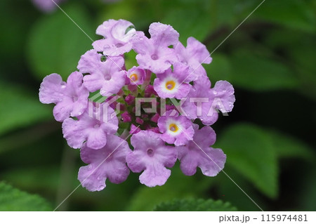 ランタナ（コバノランタナ：Trailing lantana）水滴付き 115974481