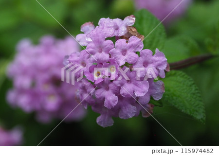ランタナ（コバノランタナ：Trailing lantana）水滴付き 115974482