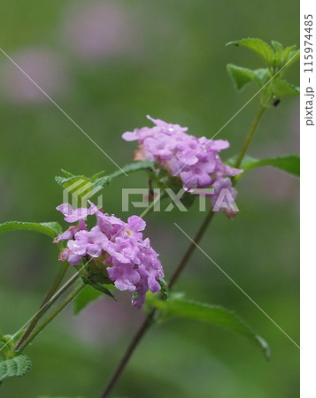 ランタナ（コバノランタナ：Trailing lantana）水滴付き 115974485