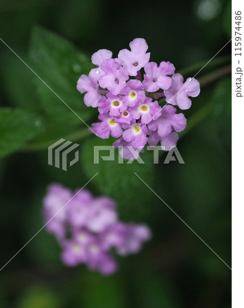 ランタナ(コバノランタナ:Trailing lantana)水滴付き ランタナ(コバノランタナ:Trailing lantana)水滴付き 115974486