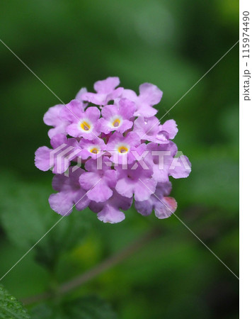 ランタナ（コバノランタナ：Trailing lantana）水滴付き 115974490