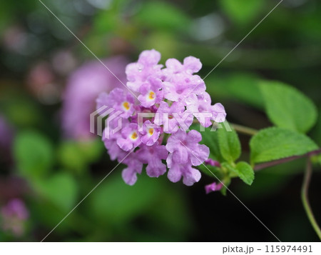 ランタナ(コバノランタナ:Trailing lantana)水滴付き ランタナ(コバノランタナ:Trailing lantana)水滴付き 115974491