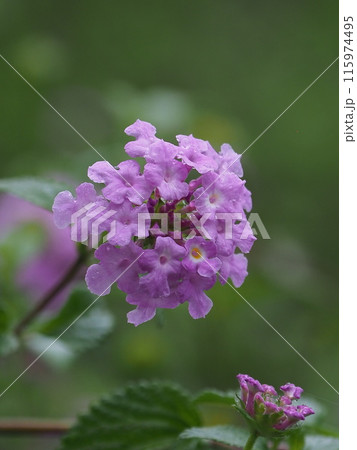 ランタナ（コバノランタナ：Trailing lantana）水滴付き 115974495