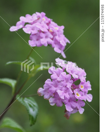 ランタナ（コバノランタナ：Trailing lantana）水滴付き 115974498