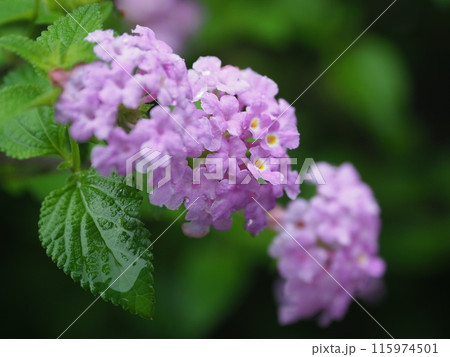 ランタナ(コバノランタナ:Trailing lantana)水滴付き ランタナ(コバノランタナ:Trailing lantana)水滴付き 115974501