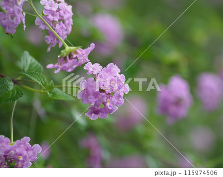 ランタナ(コバノランタナ:Trailing lantana)水滴付き ランタナ(コバノランタナ:Trailing lantana)水滴付き 115974506