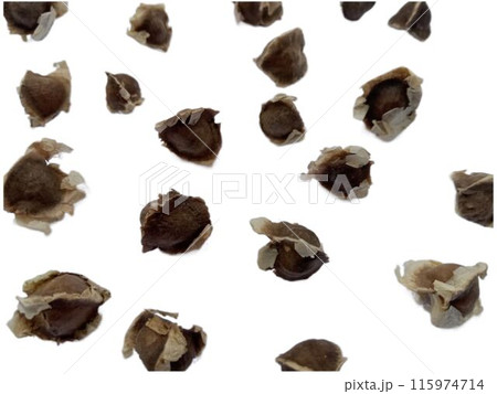 画面いっぱいに散りばめたメキシコ産モリンガの種　（白バック） 115974714