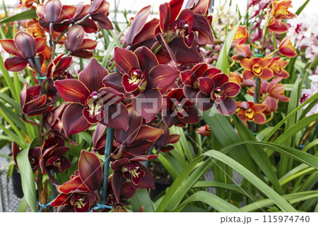 Blooming Chocolate Cymbidium Orchid Plant, Flower with Green Leaves. Beautiful Floral, Khan Wall Golden Brown Horizontal Plane. Botanical Garden Nursery. Blooming Chocolate Cymbidium Orchid Plant, Flower with Green Leaves. Beautiful Floral, Khan Wall Golden Brown Horizontal Plane. Botanical Garden Nursery. 115974740