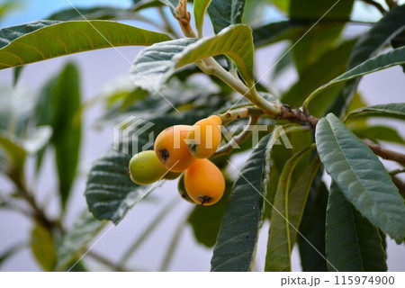 びわ（枇杷）の実 115974900