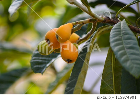 色付き始めたビワの実 115974901