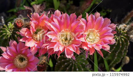 我が家に咲く65年間育てたサボテン短毛丸の花 115974992